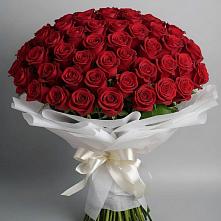 Букет 101 Красная роза Блэк Мэджик в Луге