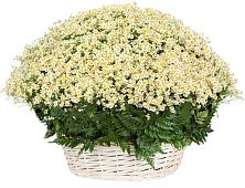 Цветочная композиция из Ромашки в корзине #REPLACE_PRED# Луге